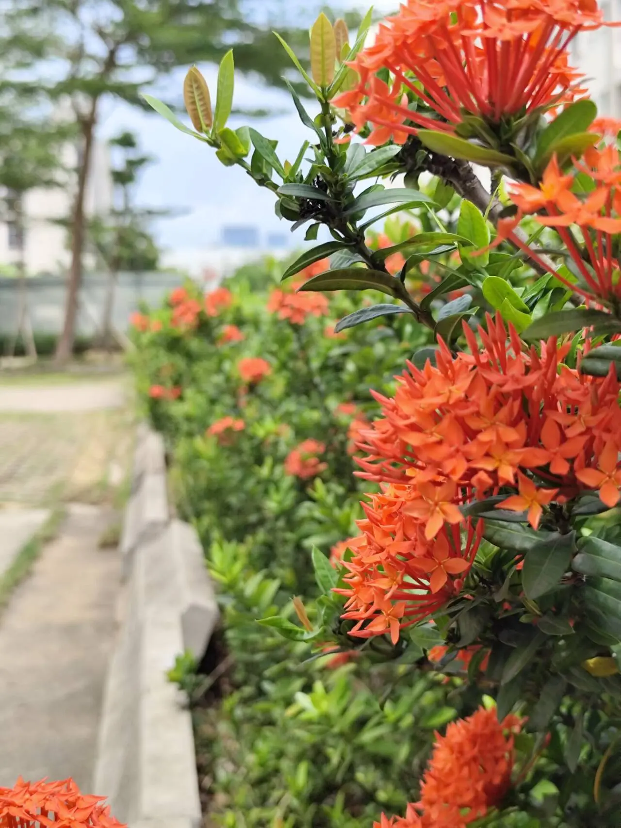 花